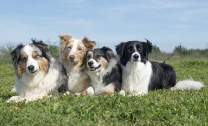 group of dogs lying down in the nature