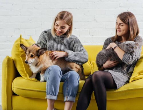 Pet Companions: How Animals Help You Stay Active and Social